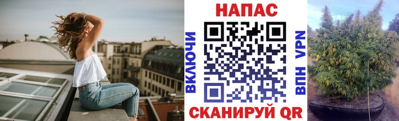 Канабис ГИДРОПОН  Купить где  Дедовск 